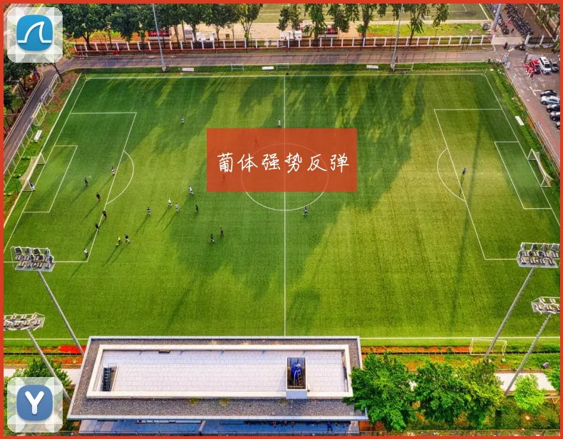 葡体强势反弹